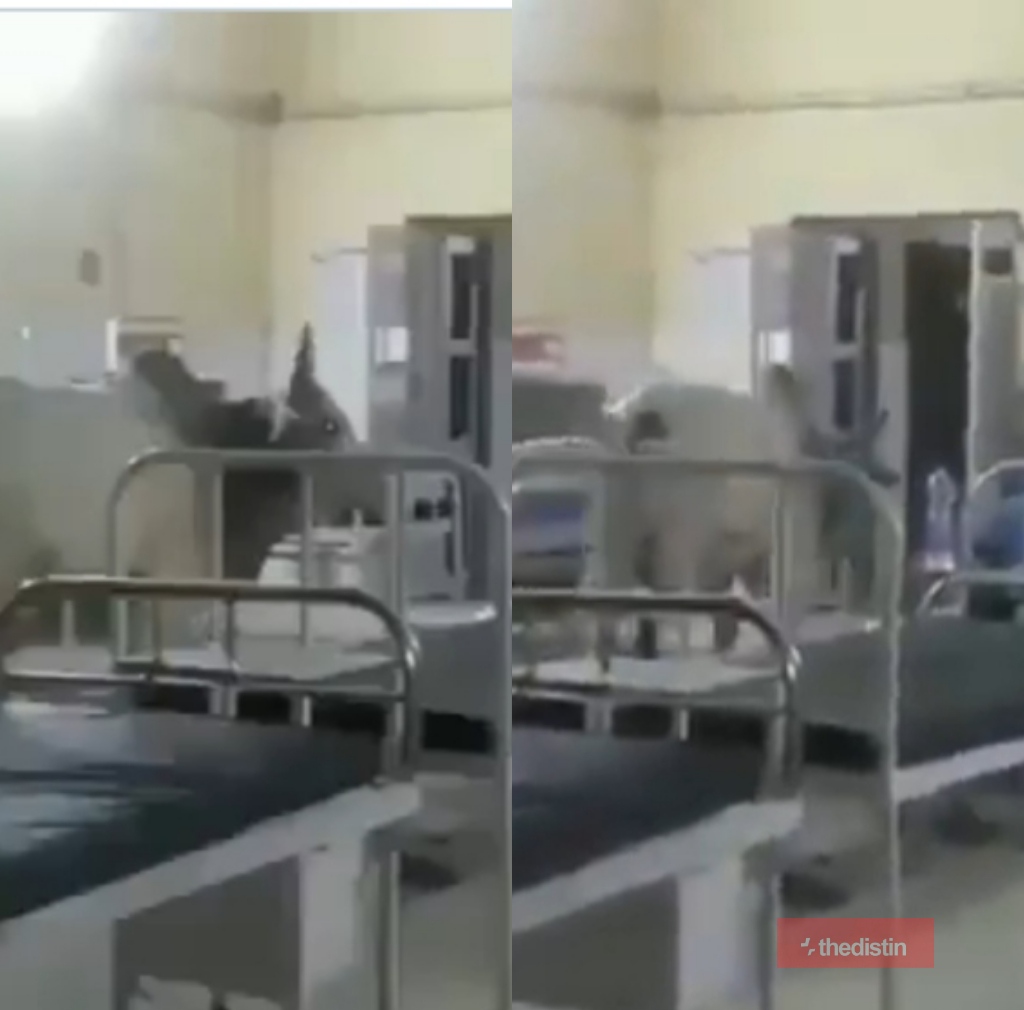 Video Of A Cow Walking Majestically In A Hospital Ward Causes Stirs Online