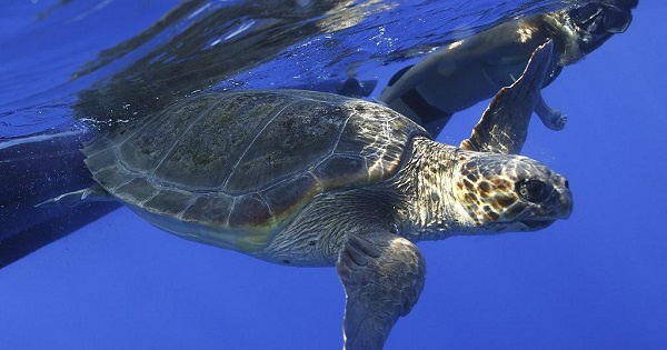 More than 500 turtles returned to sea in one month in Cape Verde