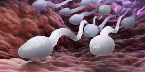 Here're best tips to follow to make sperm more grounded for pregnancy